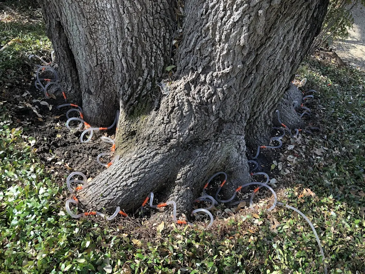 Detailed Shrub and Hedge Trimming job site in Boomer